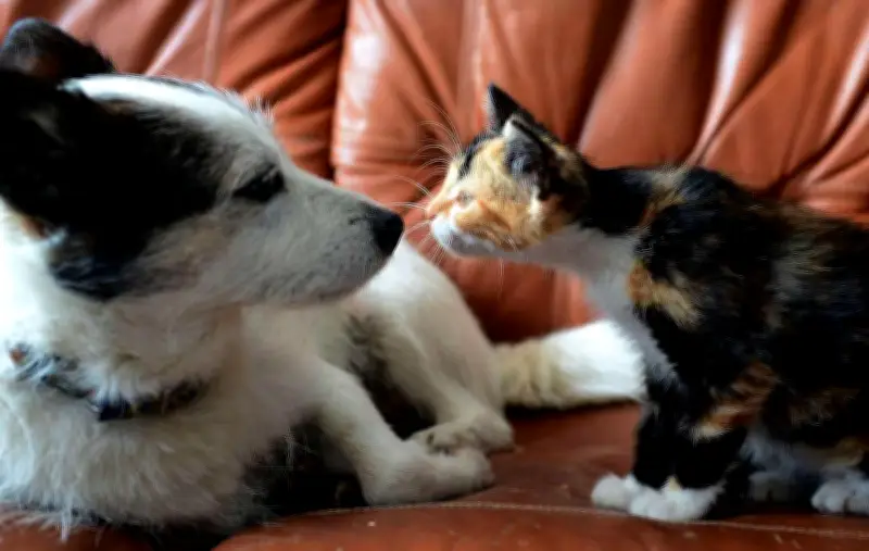 Les chiens et chats, vecteurs involontaires de vers plats envahissants dans les jardins