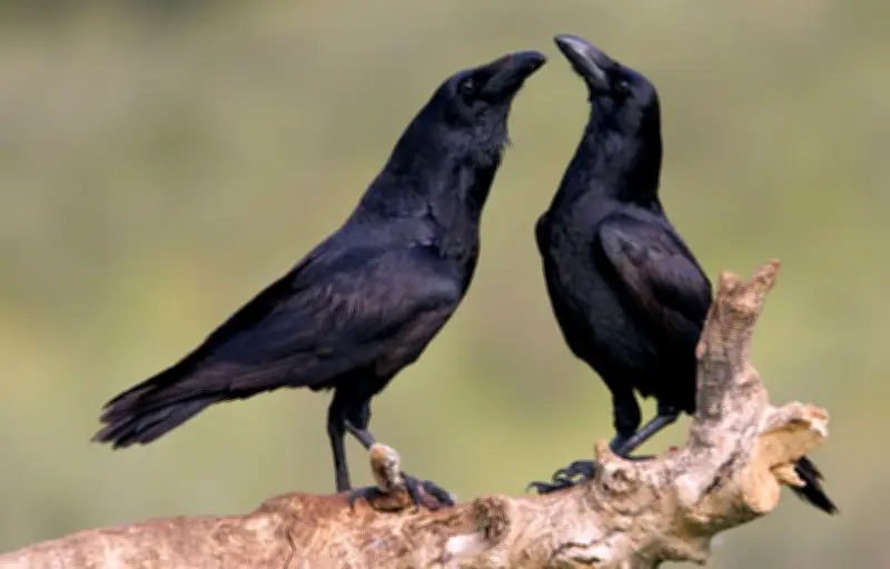 Les corbeaux révèlent une intelligence sociale insoupçonnée