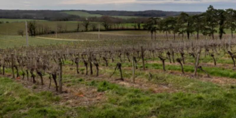 Les grands crus se lancent dans le vin sans alcool, un marché en pleine expansion