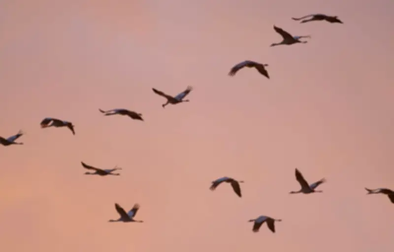 Les grues cendrées migrent-elles vraiment l'arrivée du printemps ?
