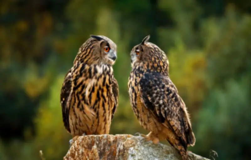 Les Hululements Nocturnes : Un Langage Complexe pour la Reproduction des Rapaces