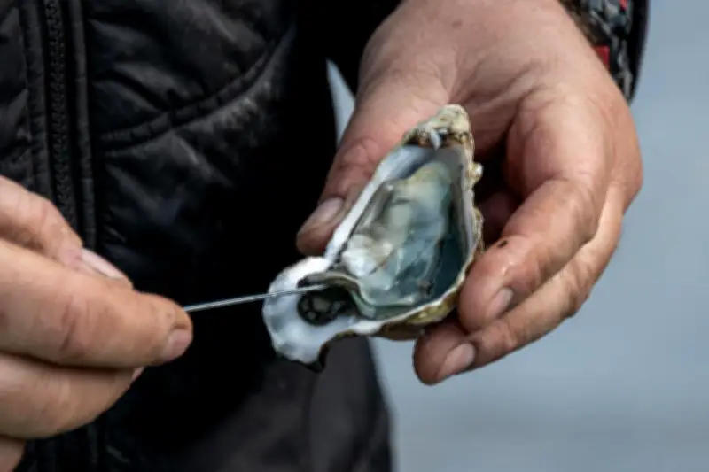 Les huîtres d'Arcachon et du Médoc brillent au Concours général agricole 2026