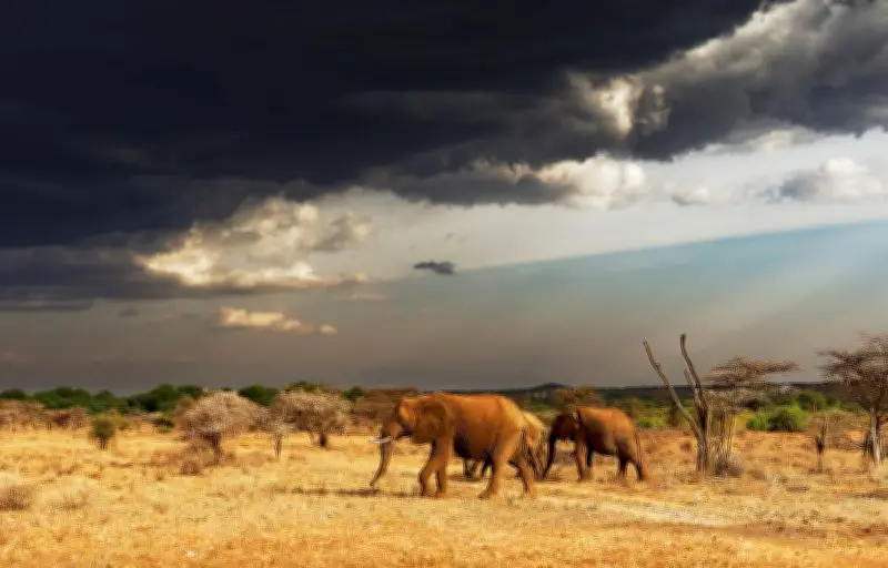 Les éléphants détectent les orages grâce à leurs pattes et leur oreille interne