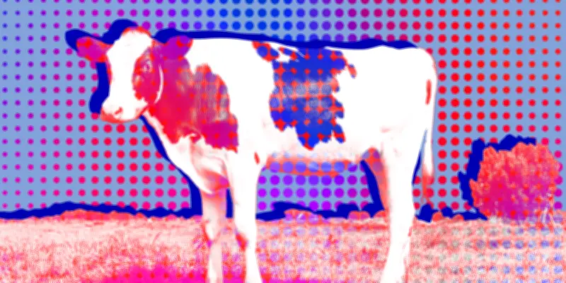 Les maires bretons brandissent le drapeau européen en berne pour soutenir les agriculteurs