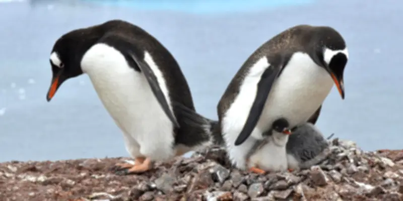 Les manchots antarctiques perturbés par le réchauffement climatique