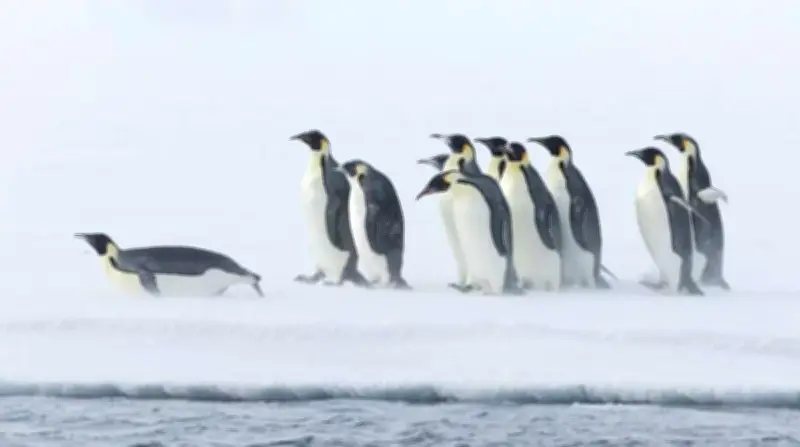 Les manchots empereurs menacés par la fonte de la banquise pendant leur mue critique