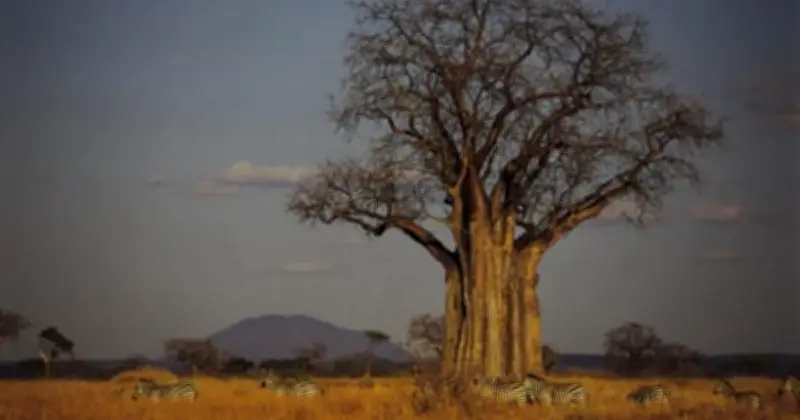 Les Mots-Valises : Quand la Langue Française S'Invente par Hybridation