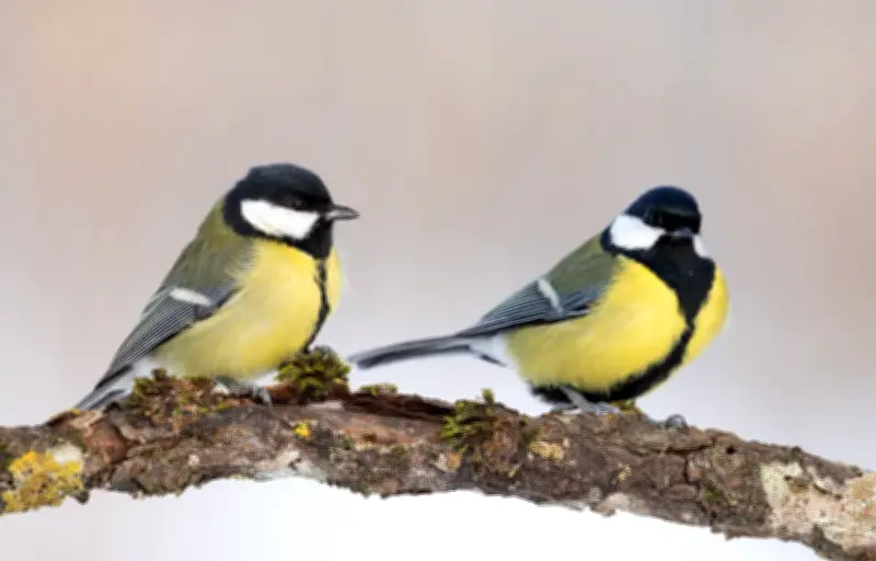 Les mésanges charbonnières créent des traditions culturelles dans les bois britanniques