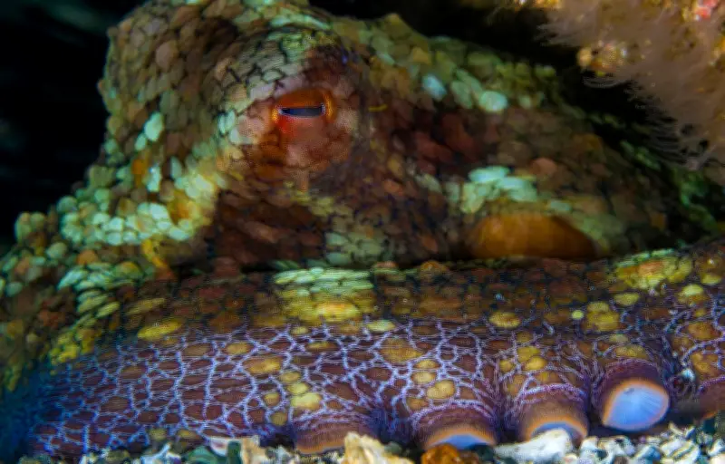 Les pieuvres révèlent un sommeil complexe avec des phases actives spectaculaires