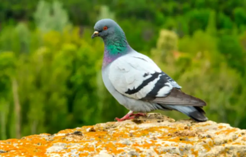 Les pigeons peuvent-ils apprendre à lire ? Une étude révèle leurs capacités visuelles