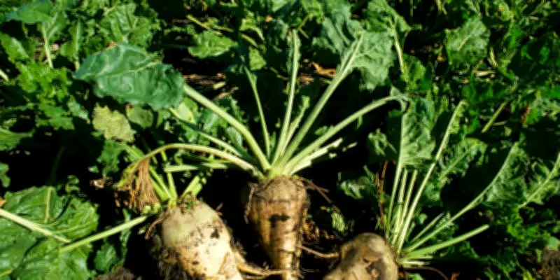 Les racines, ces réseaux souterrains vitaux pour la croissance des plantes