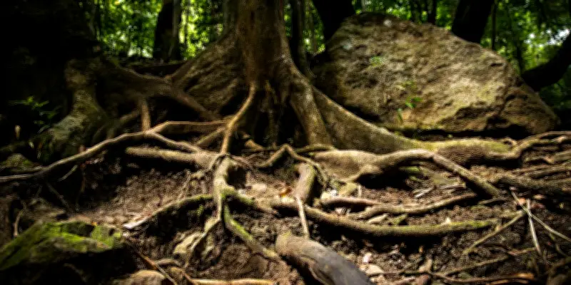 Les racines des arbres : une architecture souterraine sensible et adaptative