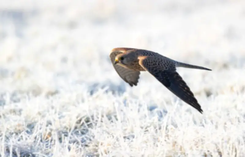 Les rapaces voient-ils les UV ? Décryptage d'un superpouvoir aviaire