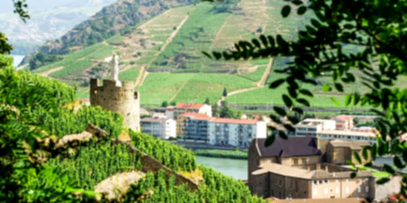 Les vins du Rhône Nord : un patrimoine viticole en quête de reconnaissance mondiale