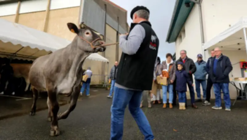 Éleveurs landais organisent un faux départ pour le Salon de l'agriculture après l'annulation des concours
