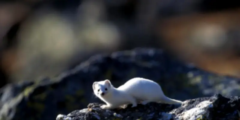 L'hermine, mascotte olympique menacée dans les Alpes italiennes