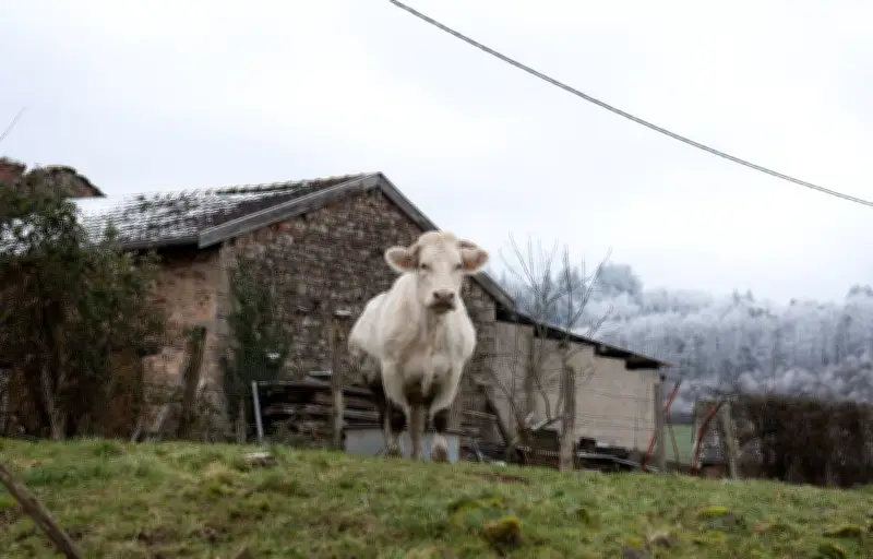 L'OFB dément une fausse amende pour abattage de vache à la ferme dans le Morbihan
