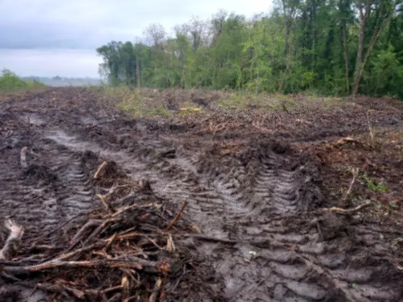 L'ONG Canopée alerte sur l'impact climatique des coupes rases en forêt, malgré une baisse trompeuse