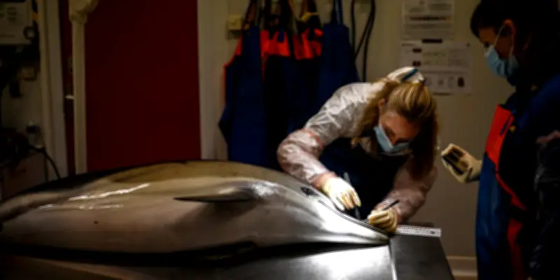 Longévité des dauphins en chute libre dans le golfe de Gascogne, les activités humaines pointées du doigt