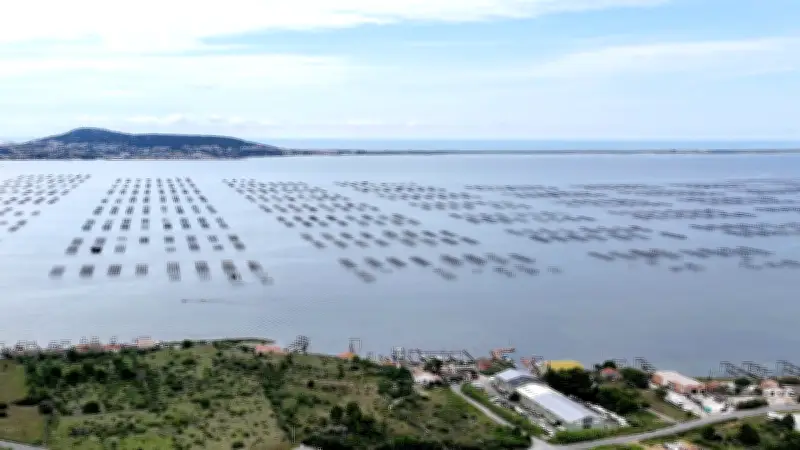 L'étang de Thau rouvre à la commercialisation des huîtres et moules après deux mois de fermeture