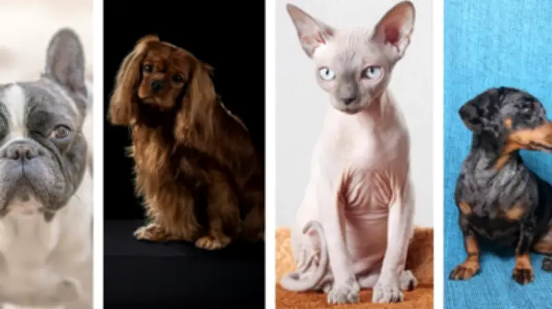 L'UE réglemente l'élevage canin et félin face aux morphologies extrêmes