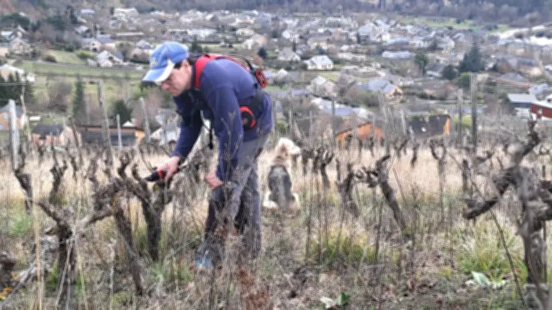 Marin Paquereau, vigneron passionné, taille le pinot sur les hauts d'Ispagnac en Lozère