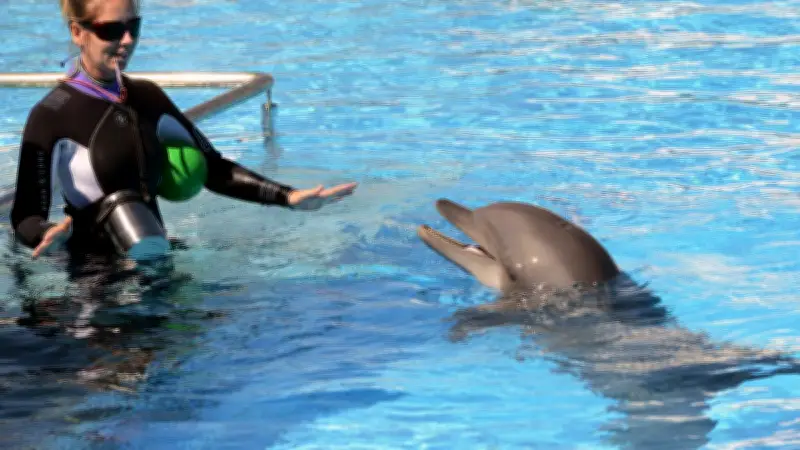 Marineland d'Antibes : transfert des dauphins vers Beauval confirmé pour 2027