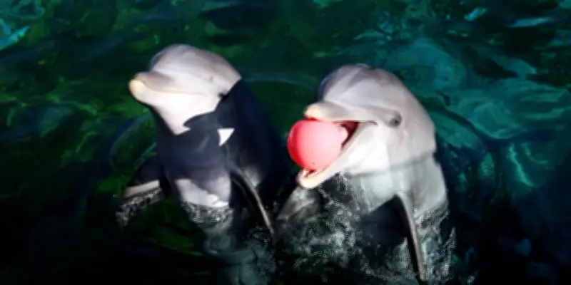 Marineland d'Antibes : une réunion cruciale pour l'avenir des dauphins captifs