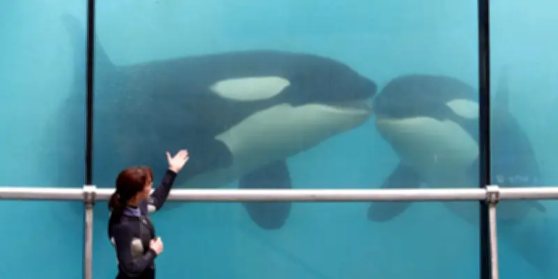 Marineland : l'avenir des orques et dauphins en débat au ministère de l'écologie