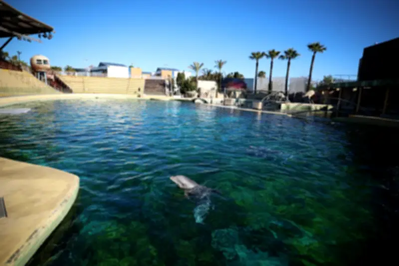Marineland : les dauphins bloqués seront transférés au Zooparc de Beauval