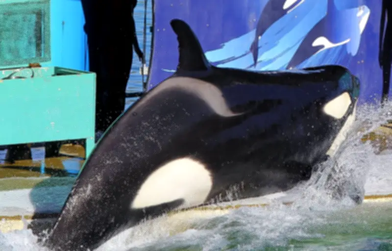 Marineland : un rapport alarmant sur les bassins des orques avant une réunion cruciale