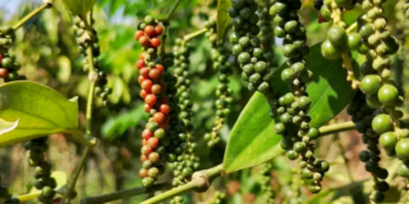 Mathilde Rœllinger : de l'avocature aux épices, une passion héritée