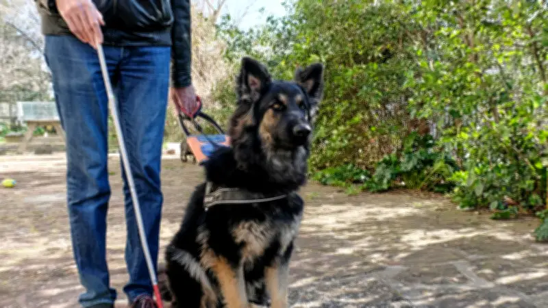 Montpellier inaugure sa première école de chiens guides : focus sur la loi et les sanctions