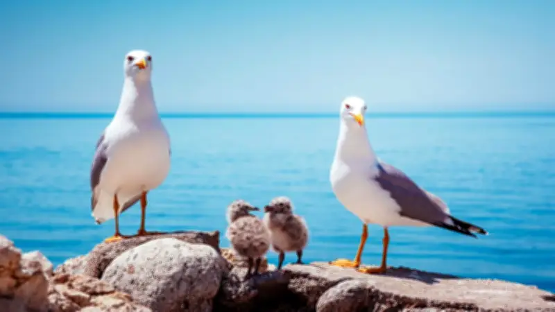 Mèze régule la population de goélands pour concilier biodiversité et vie urbaine