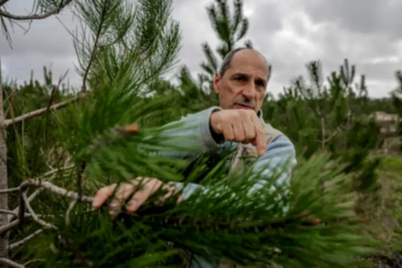 Nématode du pin en France : le spécialiste portugais livre ses conseils critiques