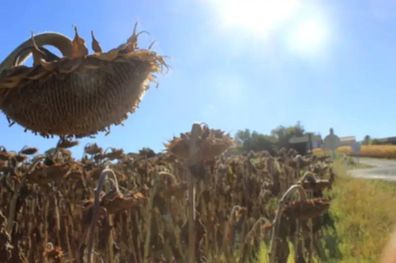 NOAA prévoit le retour d'El Niño en 2026, menaçant de nouveaux records de chaleur