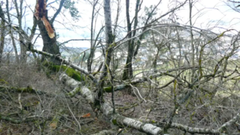 Notre-Dame-de-Lorette : deux arbres centenaires remplacés après les intempéries