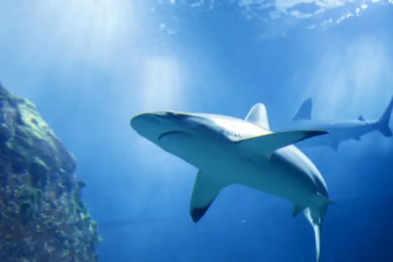 Nouvelle-Calédonie : une campagne de prélèvement de requins lancée après une attaque mortelle