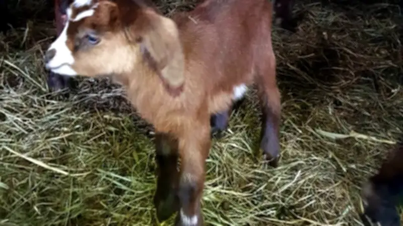 Patty la chèvre disparaît pour mettre bas seule sous les étoiles dans le Gard