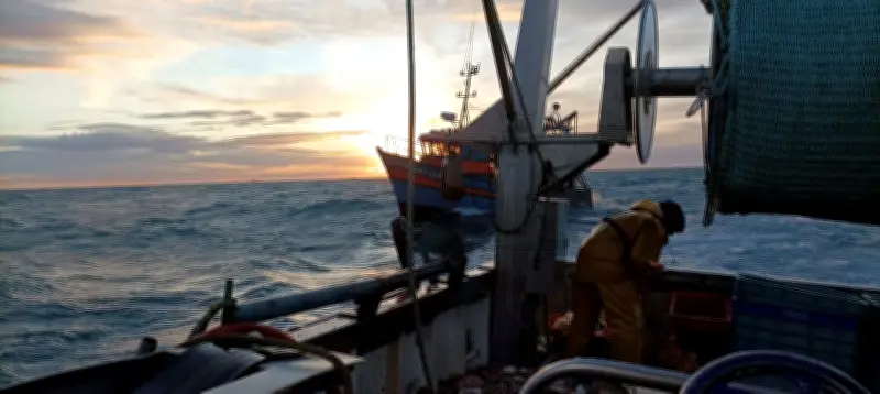 Pêche durable de la coquille Saint-Jacques en baie de Saint-Brieuc : un modèle à suivre
