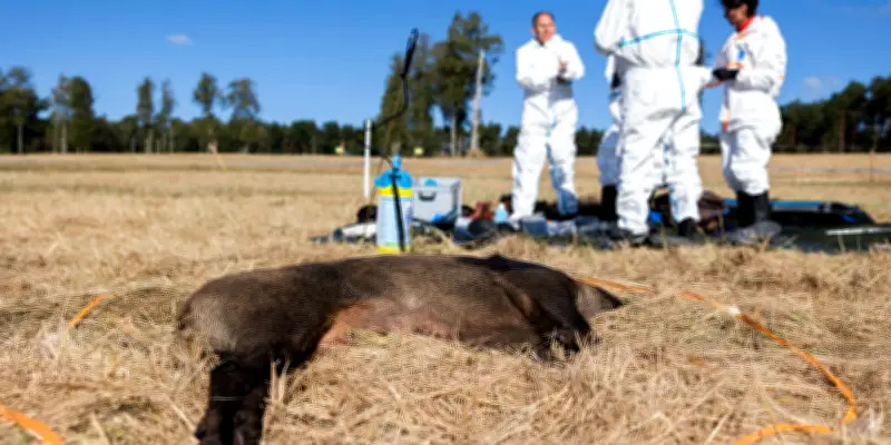 Peste Porcine Africaine : La France en état d'alerte face à l'avancée du virus