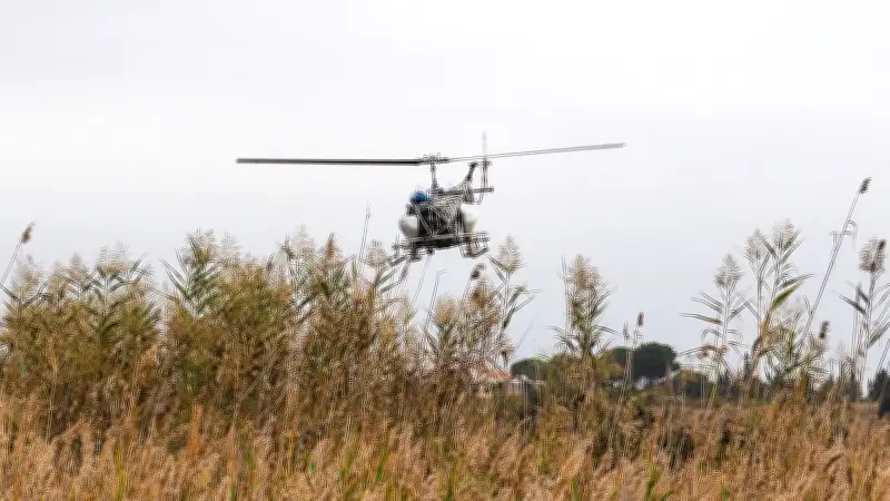 Pluies historiques à Montpellier : explosion des larves de moustiques après les inondations