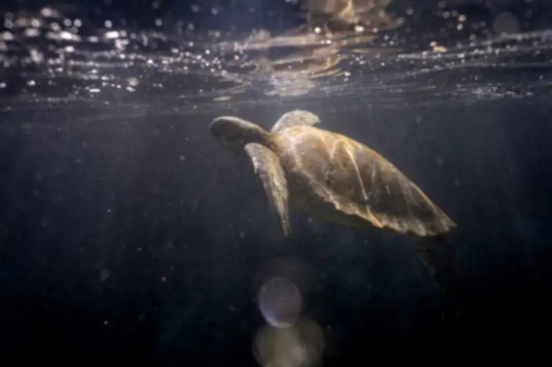 Plus de 150 tortues géantes réintroduites aux Galápagos après un siècle d'absence