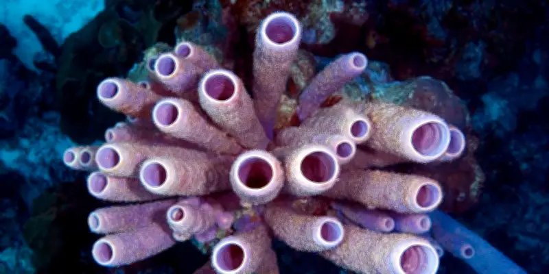 Éponges ou cténophores : la bataille scientifique pour le titre de premier animal