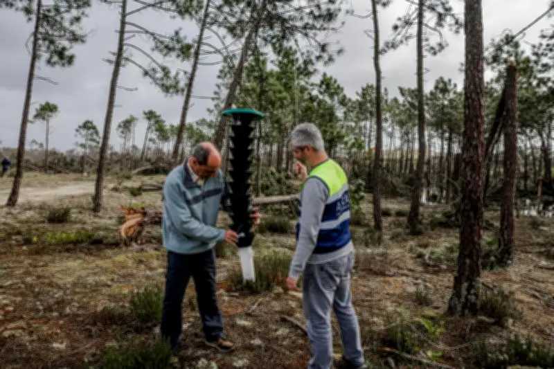 Portugal face au nématode du pin : une lutte acharnée pour sauver les forêts