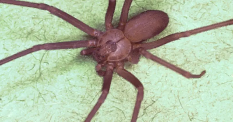 Pourquoi dit-on araignée et non aragnée ? L'étonnante histoire d'un mot