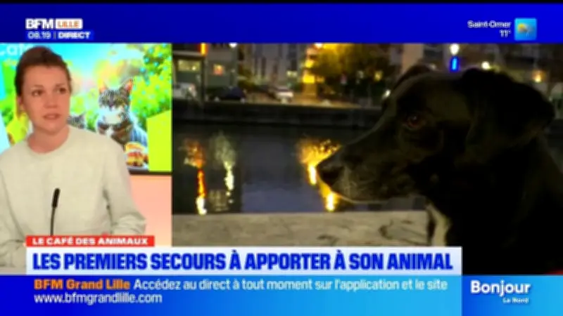 Premiers secours pour animaux : les gestes essentiels à connaître pour sauver son compagnon