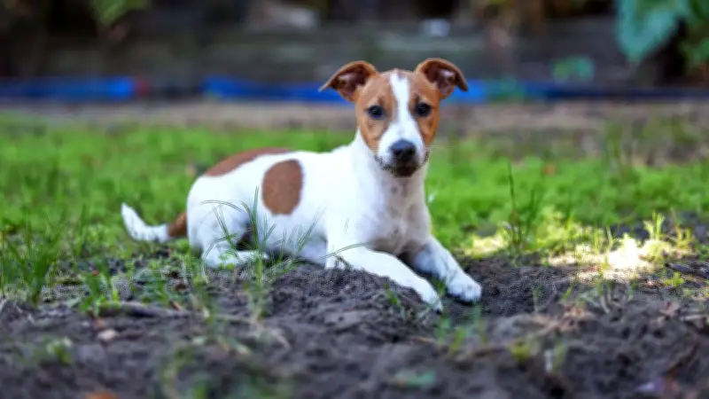 Première juridique : une chienne reconnue victime de viols et indemnisée à Douai