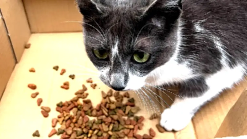 Princesse, une chatte rescapée de la rue, cherche urgemment un foyer aimant à Nîmes