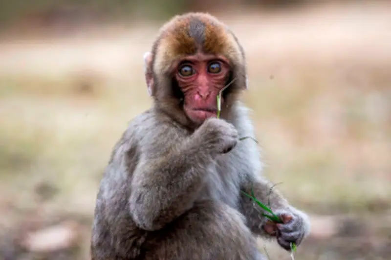 Punch Kun, le bébé macaque devenu star mondiale grâce à sa peluche réconfortante